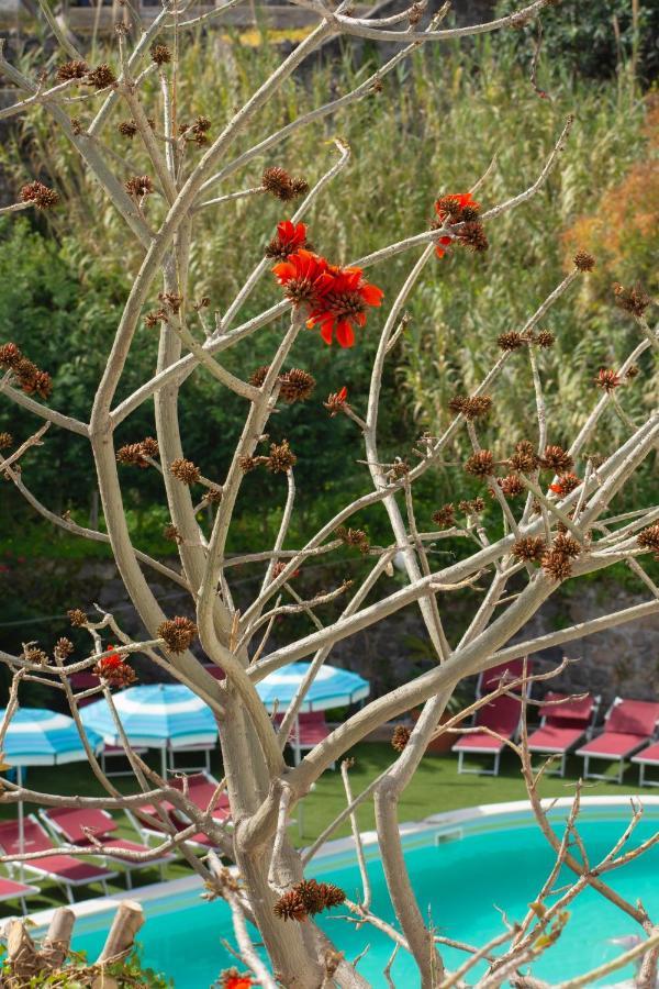 Hotel Stella Maris Terme Casamicciola Terme ภายนอก รูปภาพ